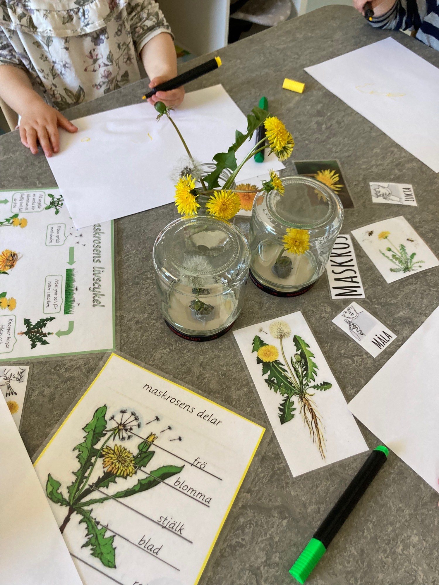 Maskrosor i vas står stilleben för målande förskolebarn, tillsammans med bilder på blomman av rita av och titta på