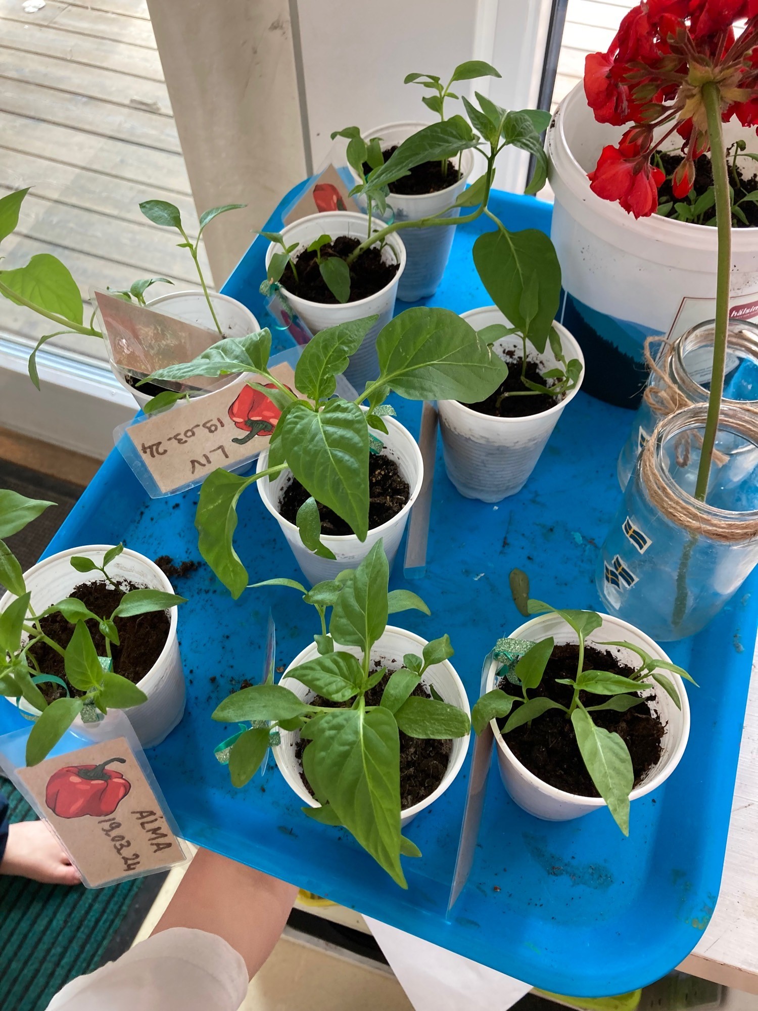 Odlingar av paprika har börjat gro i plastmuggar i fönstret